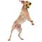 Show in main carousel: West Paw Zogoflex Jive Tough Ball Dog Toy, Granny Smith, Large slide 6 of 9
