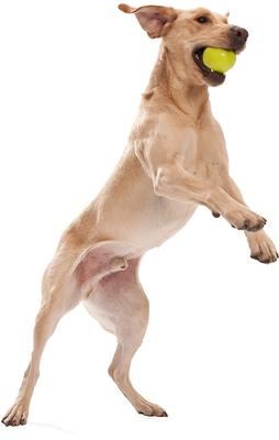 Show full view: West Paw Zogoflex Jive Tough Ball Dog Toy, Granny Smith, Large slide 6 of 9