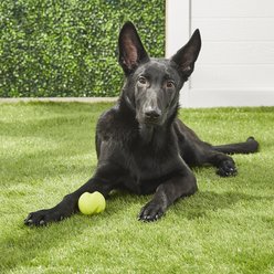 West Paw Zogoflex Jive Tough Ball Dog Toy, Granny Smith, Small slide 2 of 6