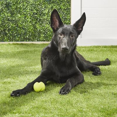 Show full view: West Paw Zogoflex Jive Tough Ball Dog Toy, Granny Smith, Small slide 2 of 9