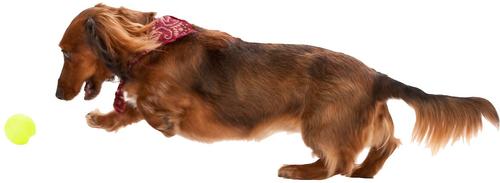 Show full view: West Paw Zogoflex Jive Tough Ball Dog Toy, Granny Smith, Small slide 6 of 9