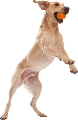 Show full view: West Paw Zogoflex Jive Tough Ball Dog Toy, Tangerine, Large slide 5 of 9