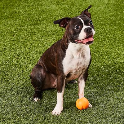 Show full view: West Paw Zogoflex Jive Tough Ball Dog Toy, Tangerine, Small slide 3 of 10