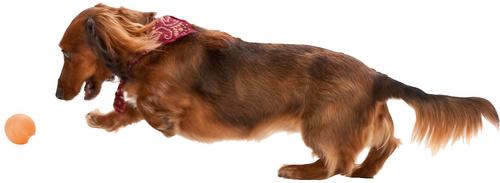 Show full view: West Paw Zogoflex Jive Tough Ball Dog Toy, Tangerine, Small slide 7 of 10