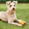 Show in main carousel: West Paw Zogoflex Small Tux Tough Treat Dispensing Dog Chew Toy, Tangerine slide 5 of 8