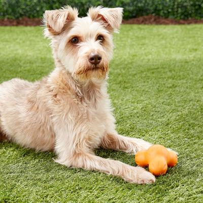 Show full view: West Paw Zogoflex Small Tux Tough Treat Dispensing Dog Chew Toy, Tangerine slide 5 of 8