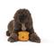 Show in main carousel: West Paw Zogoflex Toppl Tough Treat Dispensing Dog Chew Toy, X-Large, 4.75-in, Tangerine slide 6 of 11