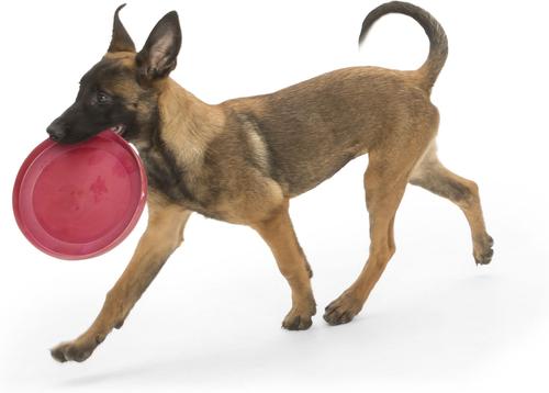 Show full view: West Paw Zogoflex Zisc Flying Disc Dog Toy, Ruby Red, Small slide 2 of 5