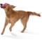 Show in main carousel: West Paw Zwig Tough Dog Chew Toy, Hot Pink, Large: 13.75-in slide 6 of 9