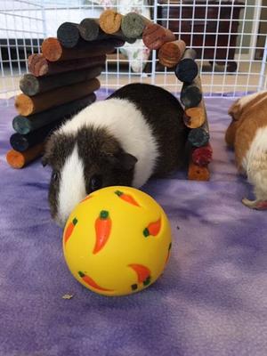 Show full view: Wheeky Pets Pea Flakes Small Pets Treat, 4-oz bag slide 5 of 7