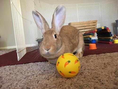 Show full view: Wheeky Pets Small Pet Wheeky Toy, One Size, Yellow slide 3 of 7