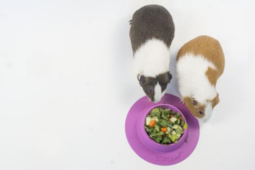 Show full view: Wheeky Pets STAYbowl Small Pet Tip-Proof Bowl, Large, Lilac slide 4 of 10