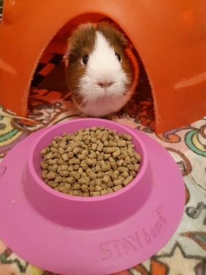 Show full view: Wheeky Pets STAYbowl Small Pet Tip-Proof Bowl, Large, Lilac slide 5 of 10