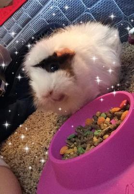 Show full view: Wheeky Pets STAYbowl Small Pet Tip-Proof Bowl, Large, Lilac slide 6 of 10