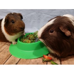 Wheeky Pets STAYbowl Small Pet Tip-Proof Bowl, Large, Spring Green