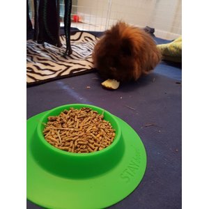 Wheeky Pets STAYbowl Small Pet Tip-Proof Bowl, Large, Spring Green