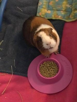 Show full view: Wheeky Pets STAYbowl Small Pet Tip-Proof Bowl, Small, Lilac slide 4 of 5