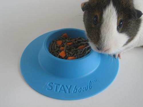Show full view: Wheeky Pets STAYbowl Small Pet Tip-Proof Bowl, Small, Sky Blue slide 4 of 10