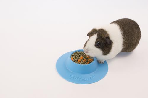 Show full view: Wheeky Pets STAYbowl Small Pet Tip-Proof Bowl, Small, Sky Blue slide 5 of 10