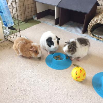 Show full view: Wheeky Pets STAYbowl Small Pet Tip-Proof Bowl, Small, Sky Blue slide 7 of 10