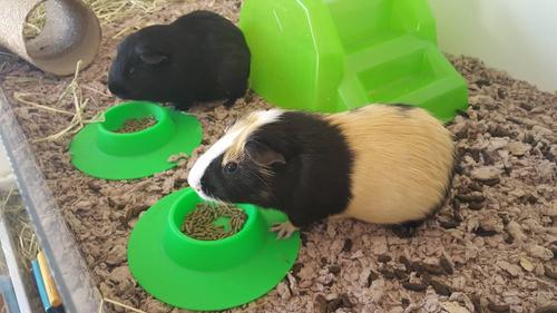 Show full view: Wheeky Pets STAYbowl Small Pet Tip-Proof Bowl, Small, Spring Green slide 3 of 10