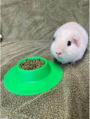 Show full view: Wheeky Pets STAYbowl Small Pet Tip-Proof Bowl, Small, Spring Green slide 8 of 10