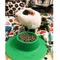 Show in main carousel: Wheeky Pets STAYbowl Small Pet Tip-Proof Bowl, Small, Spring Green slide 9 of 10