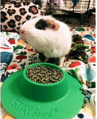 Show full view: Wheeky Pets STAYbowl Small Pet Tip-Proof Bowl, Small, Spring Green slide 9 of 10