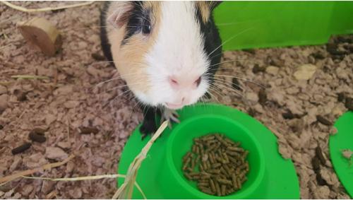 Show full view: Wheeky Pets STAYbowl Small Pet Tip-Proof Bowl, Small, Spring Green slide 6 of 10