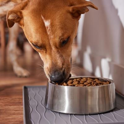 Show full view: Wholesomes Sensitive Skin & Stomach Large Breed Salmon Dry Dog Food, 30-lb bag slide 5 of 7