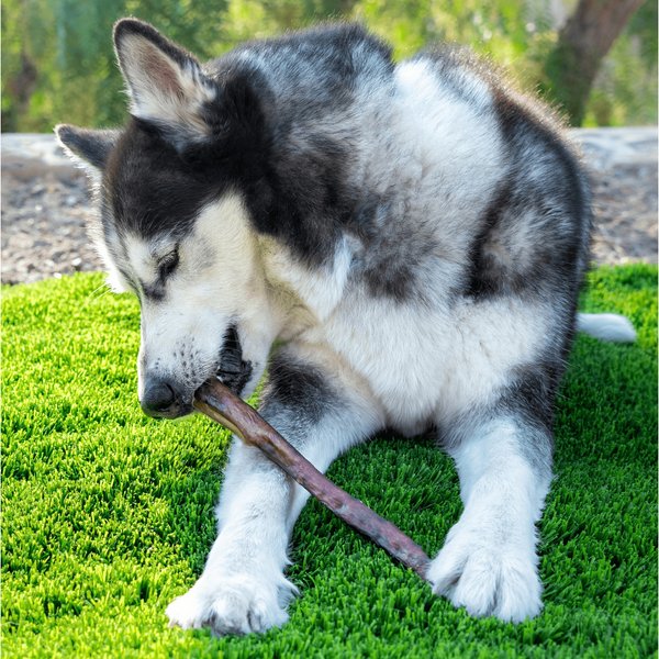 Wholly Pup 11-inch American Jumbo Bully Stick Dog Treat