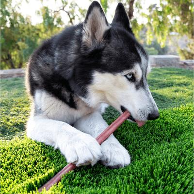 Show full view: Wholly Pup 12-inch Bully Sticks Dog Treat slide 3 of 5