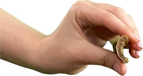 Show full view: Wholly Pup 12-inch Collagen Stick Dog Treat slide 5 of 5