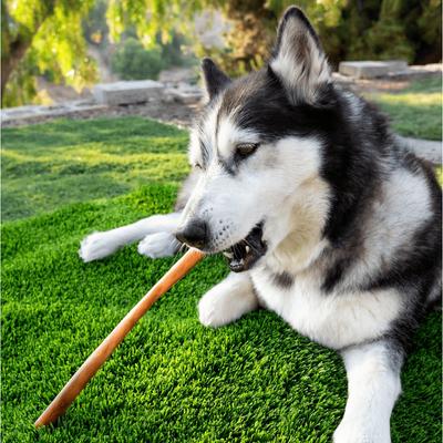 Show full view: Wholly Pup 12-inch Collagen Stick Dog Treat slide 3 of 5
