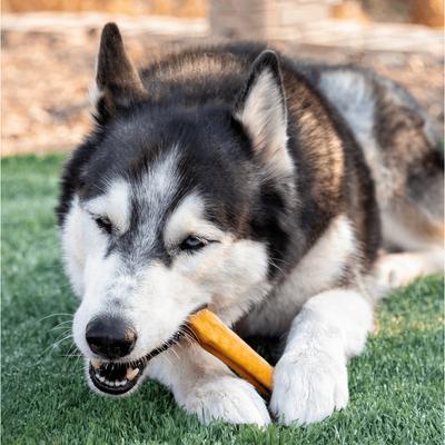 Show full view: Wholly Pup 6-inch American Jumbo Bully Stick Dog Treat slide 3 of 5