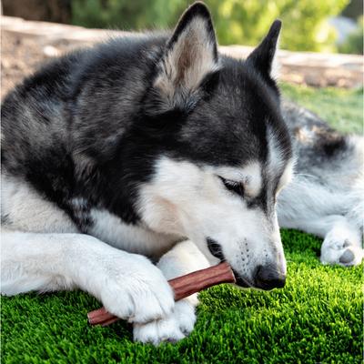 Show full view: Wholly Pup 6-inch Jumbo Bully Stick Dog Treat slide 3 of 5