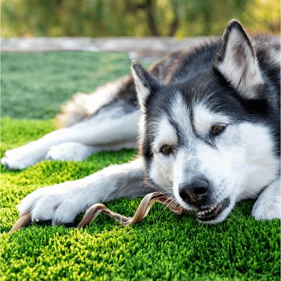 Show full view: Wholly Pup 9-12 inch Premium Spiral Bully Stick Dog Treat slide 3 of 4