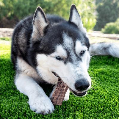 Show full view: Wholly Pup Beef Gullet Jerky Strips 6-inch Dog Treats, 12 count slide 3 of 4