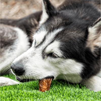 Show full view: Wholly Pup Smoked Chicken Jerky Dog Treats, 4-oz slide 3 of 5