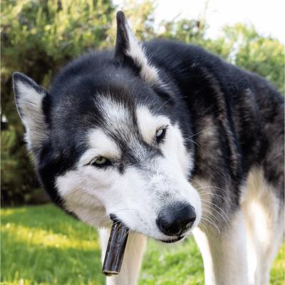 Show full view: Wholly Pup Smoked Gullet Sticks 6-inch Dog Treats, 4 count slide 3 of 5