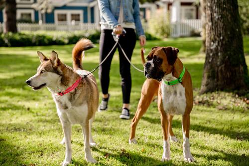 Show full view: Wigzi Dual Doggie Gel Rope Dog Leash, Medium/Large: 4.5-ft long slide 5 of 13