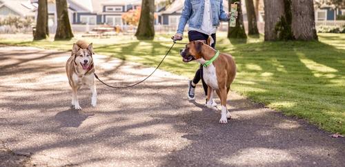 Show full view: Wigzi Dual Doggie Gel Rope Dog Leash, Medium/Large: 4.5-ft long slide 6 of 13