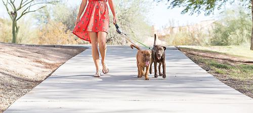 Show full view: Wigzi Dual Doggie Retractable Dog Leash, Green/Orange, 10-ft long slide 5 of 8