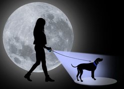 Wigzi Luna Dog Leash, Black, Large