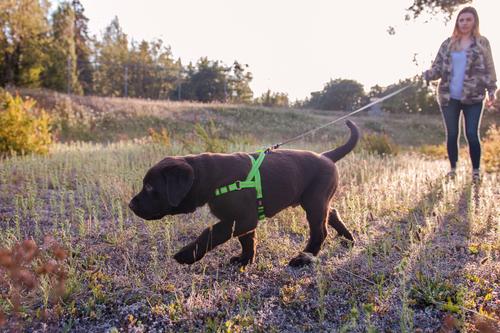 Show full view: Wigzi Nylon Reflective Retractable Gel Dog Leash, Gray, Large: 16-ft long slide 5 of 11