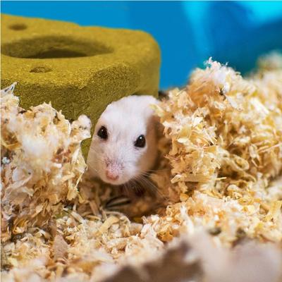 Show full view: Wild Harvest Colored Fruit Flavored Wood Chews Small Pet Toy, 5 count  slide 3 of 5