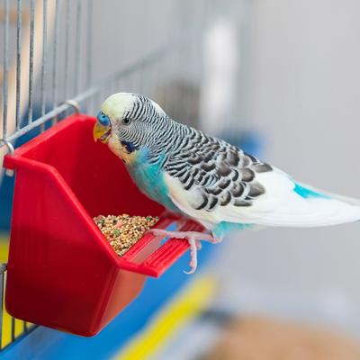 Show full view: Wild Harvest Daily Blend Parakeet Food, 2-lb bag slide 7 of 8