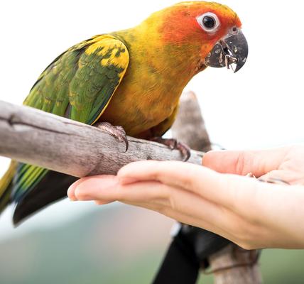 Show full view: Wild Harvest Universal Blend Fortified Nutrition for Medium & Large Bird Birdfeed, 10-lb slide 7 of 9