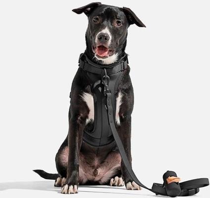 Show full view: Wild One Adjustable Cushioned Dog Harness, Black, Large slide 4 of 8