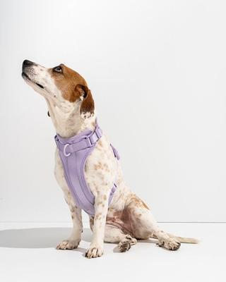 Show full view: Wild One Adjustable Cushioned Dog Harness, Lilac, Small slide 3 of 8